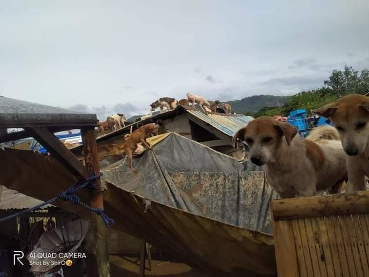 Istarpish5's tweet photo. ❗❗SEND HELP❗❗

Katulad Ng Tao may buhay Rin PO sila Sana wag Rin PO natin kalimutan mga alaga natin SA ganitong sitwasyon.. 

A little help of Retweet can make a difference.. 

SA may mabubuting puso na may kakayahan please donate 🙏

#RescuedPh  
#PrayForPhilippines https://t.co/tu4AmMn8fW