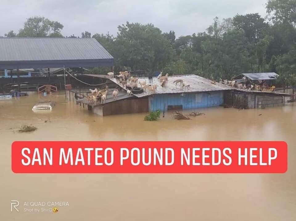 httpmhqq's tweet photo. PLEASE RT‼️‼️‼️

SAN MATEO DOG POUND NEEDS HELP dogs are still trapped in the roof for an hour and has been waiting for rescuers to help themm😭 please share this for faster help response with these animals.

#CagayanNeedsHelp 
#IsabelaNeedsHelp
#RescuePH
#CagayanNeedsHelp https://t.co/jfDzVDr300