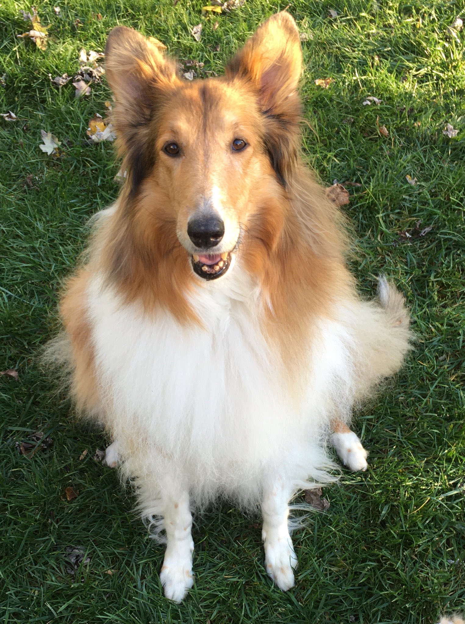 Collie Crusader on Twitter: Collie Crusader on Twitter: