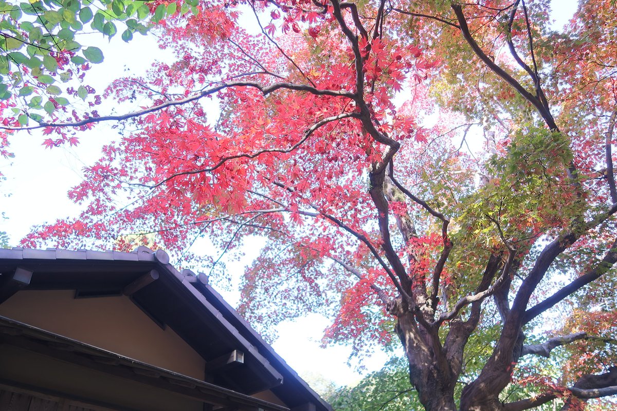 まのり 京王百草園の紅葉は色づき初めたところで まだまだ青葉が多いですね 和太鼓の演舞があってこれを見にきました 京王 百草園 まのり 京王百草園の紅葉は色づき初めたところで まだまだ青葉が多いですね 和太鼓の演舞があってこれを見にきました 京王 百草園