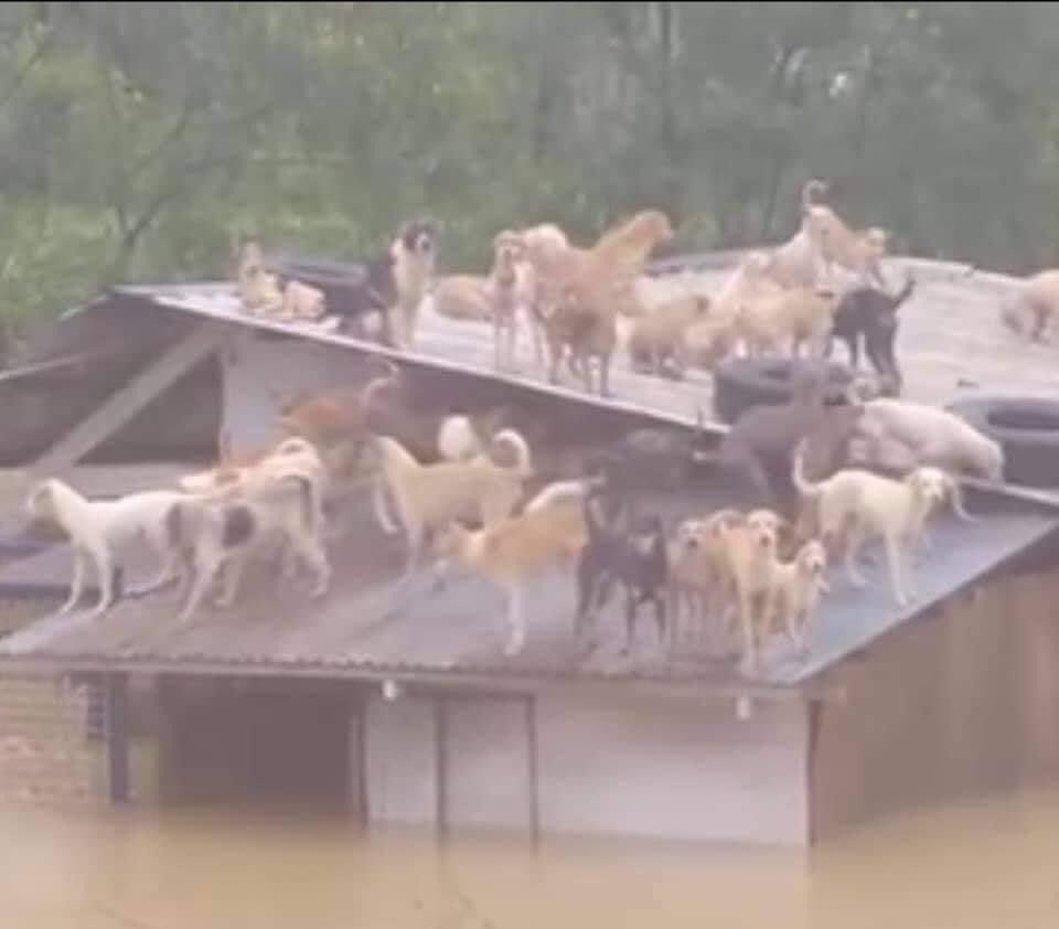 markgeronimo_'s tweet photo. PLEASE HELP THEM ALSO!!!!! PLEASE!! 

San Mateo Pound needs help!!!! The dogs are still in the roof! PLEASE WAIT FOR THW RESCUERS BABIES! 

#CagayanNeedsHelp #RescuePH #IsabelaNeedsHelp https://t.co/xd4RymRFH9