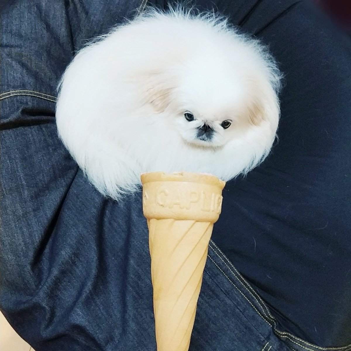 うにたん バニラアイス チョコチップ付き ペキニーズ Pekingese もふもふ犬 페키니즈 いぬ 犬 ペット 白ペキニーズ T Co E5qrtl7shf Twitter