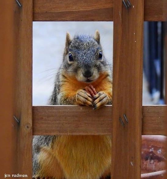 WillCoForestPreserve tweet media