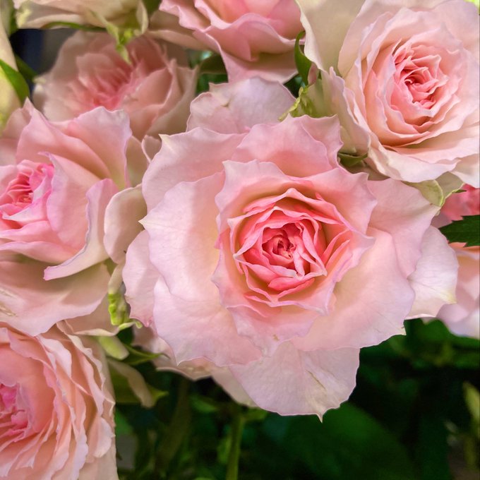 トルコキキョウのtwitterイラスト検索結果 古い順