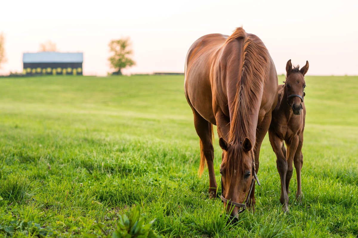 Paris, KY, Bourbon County🙂pretty inside &amp; out. Remarkable in adapting this year,a distillery started making hand sanitizer &amp; our drive-in became a graduation venue. Community support fostered new businesses.We’d love you to bring your lights here <a href="/MakersMark/">Maker's Mark</a> #makeitremarkable