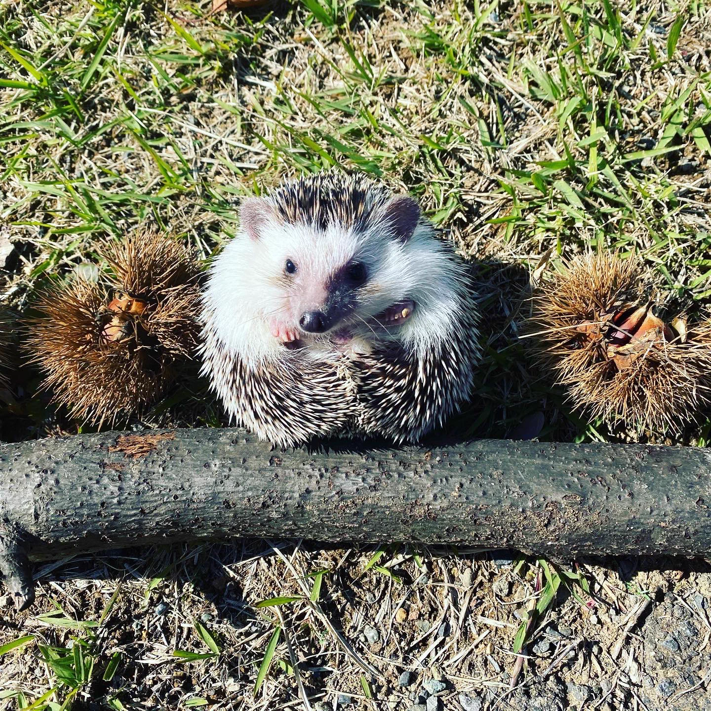 長野市茶臼山動物園【公式】 on X: 
