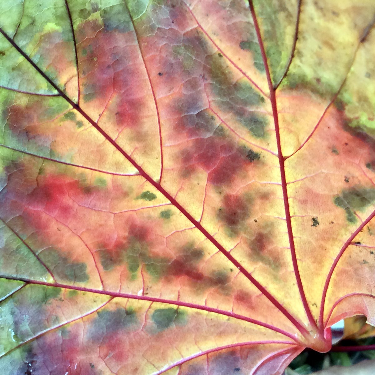 BellantiJewelry's tweet image. Finding beauty along the way.