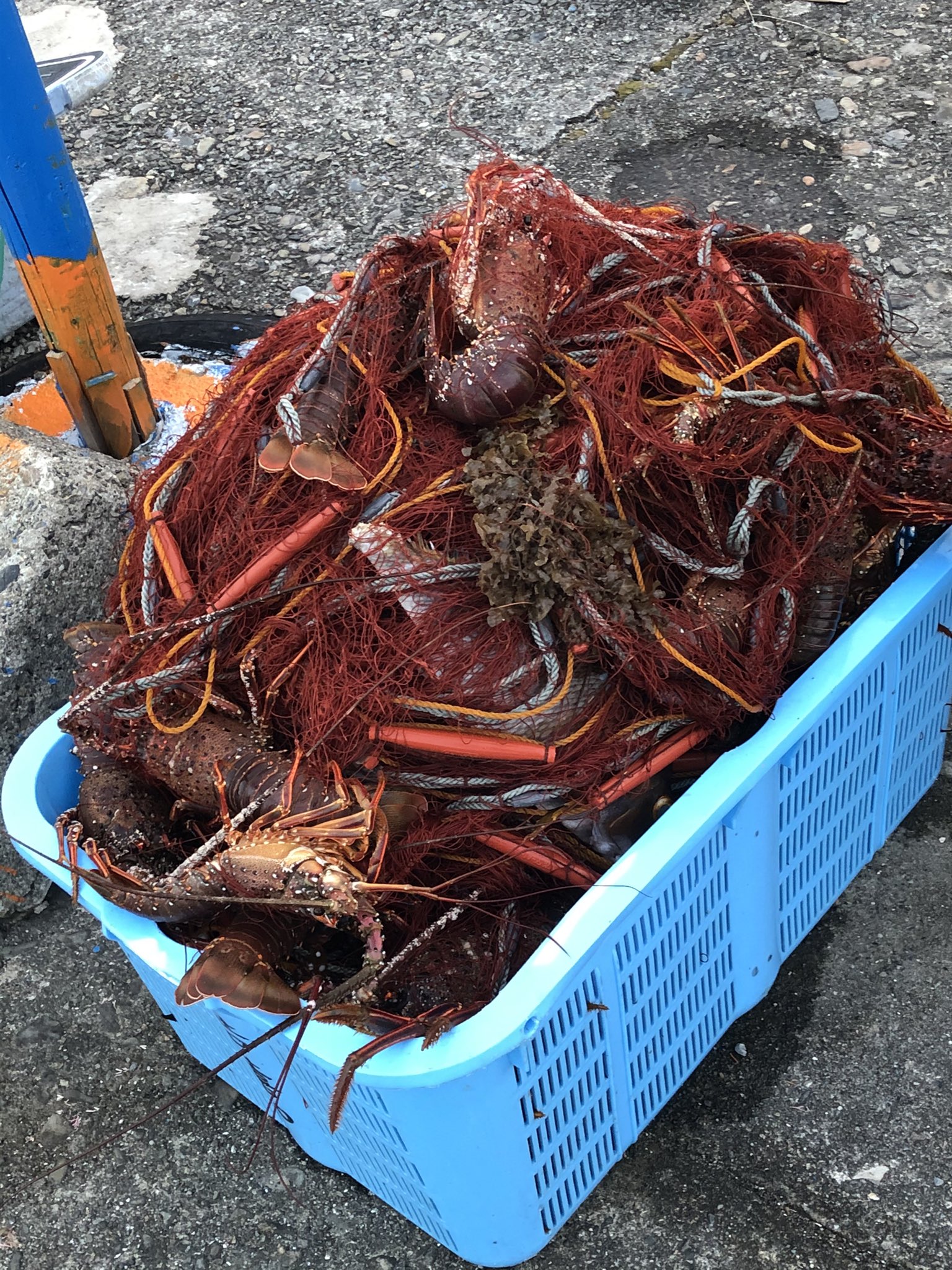 すさみ町立エビとカニの水族館 昨日伊勢エビの刺し網のお手伝いに行ったら ビックリ 伊勢エビが大量でした この調子で今後も取れると良いなぁ さらに言うなら珍しい甲殻類もたくさん取れると良いなぁ 全然関係ないですが 人気モノ総選挙まだまだ