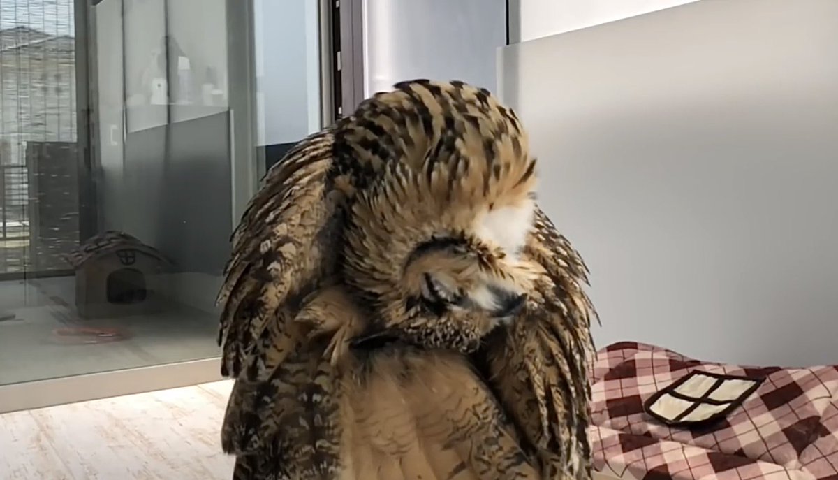 全日本フクロウ首傾げ選手権