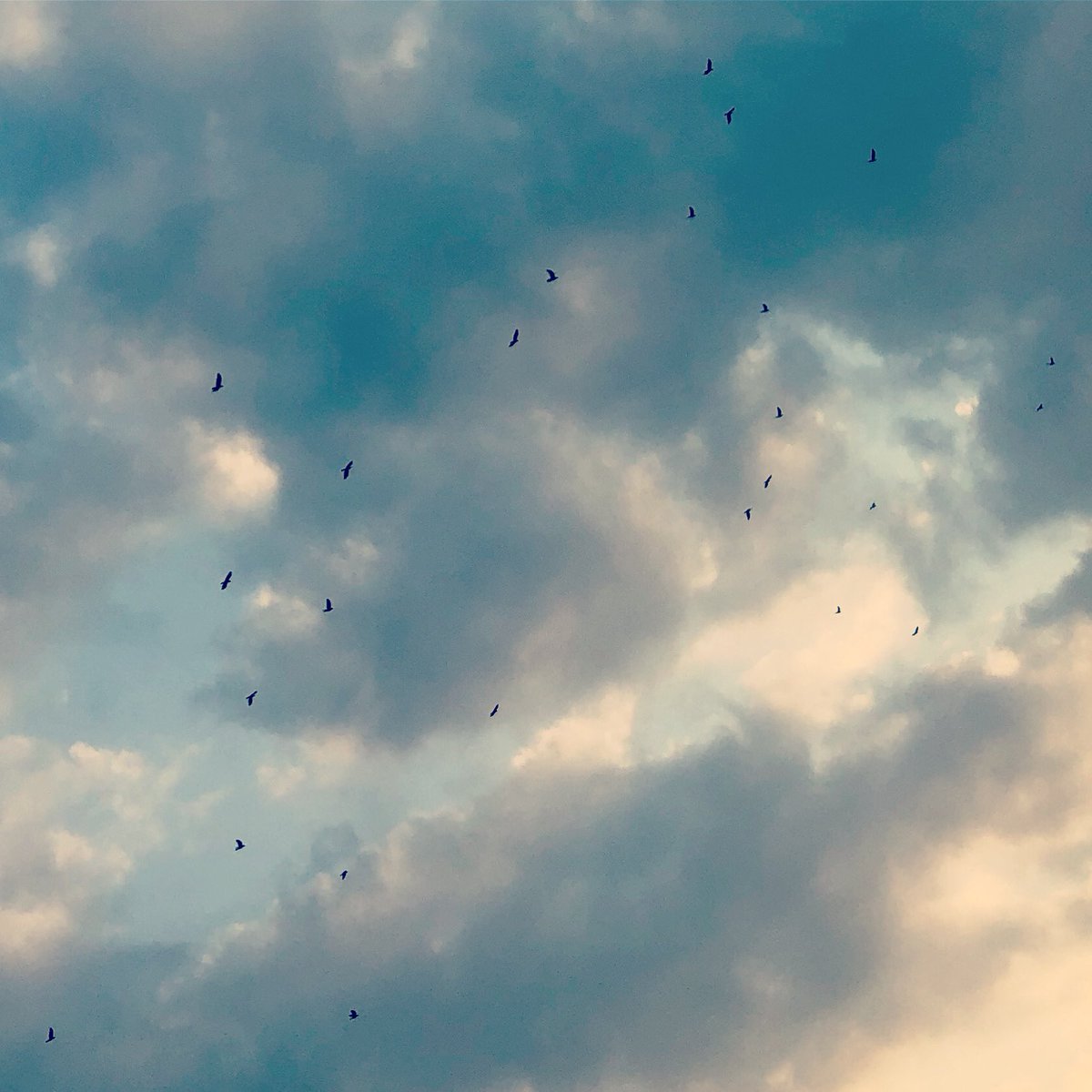 Atardecer otoñecidamente
en el vuelo inmarcesible 
de los sueños y la vida.