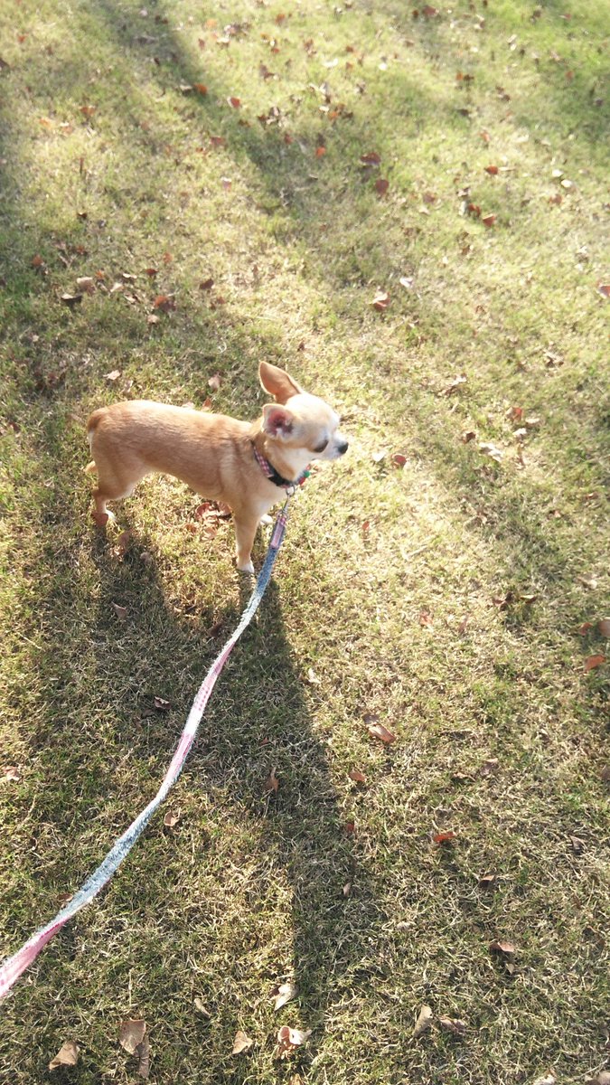 shinobu0707's tweet photo. 日差しが温かいから途中から裸ん坊で歩いた。大切に過ごしたい晩秋の小春日和
#写真好きな人と繋がりたい #写真で奏でる私の世界
#愛犬 #チワワ #スムースコートチワワ #チワワとの暮らし #ちわわ大好き #犬のいる幸せ
#dog #chihuahua #chihuahualife #smoothcoat #DogLover #doglife #autumnwalk https://t.co/L4YNhCA1Dd