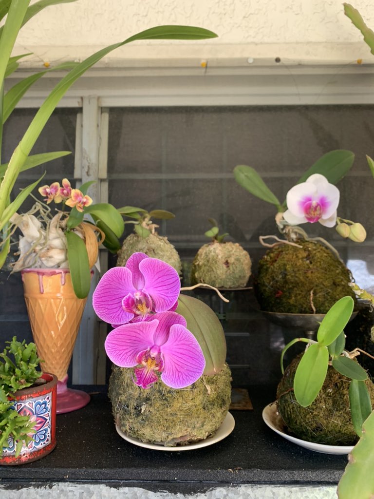 allimaycrochet's tweet photo. Yay! They’re all finally open 😆
#orchid #lovemyorchids #finallyflowering #lifeisweird https://t.co/7PztqhMl2w