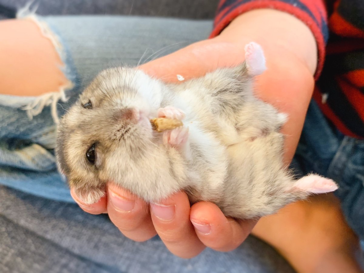 おくり オヤツがもらえないので やむなく カリカリを食すお餅ちゃん ｶﾜｲｲ ハムスター ジャンガリアン 手は長男 リアルダメージジーンズ