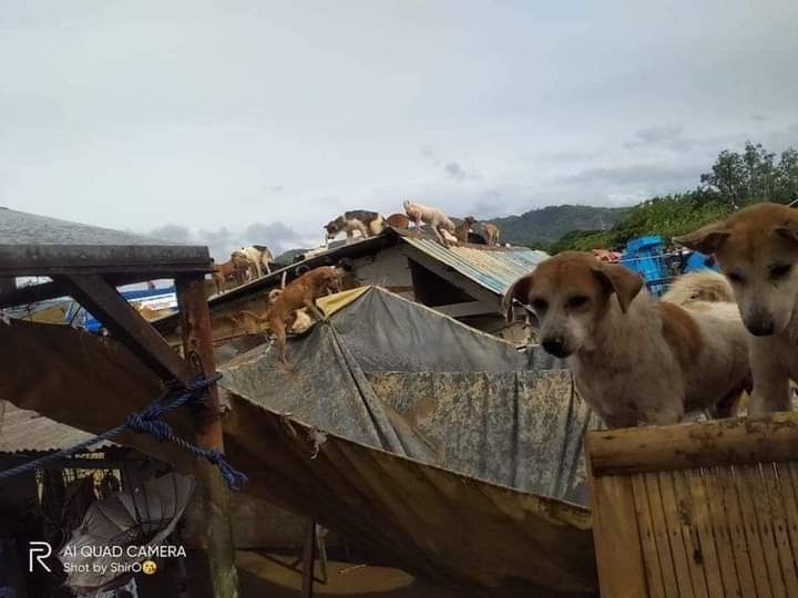 TNFOLDER's tweet photo. ‼️SAN MATEO DOG POUND NEEDS HELP‼️
Dogs are still trapped in the roof for an hour and has been waiting for rescuers to help them😭 please share this for faster help response with these animals.

#CagayanNeedsHelp 
#IsabelaNeedsHelp
#RescuePH
#CagayanNeedsHelp https://t.co/BdR98oWg44