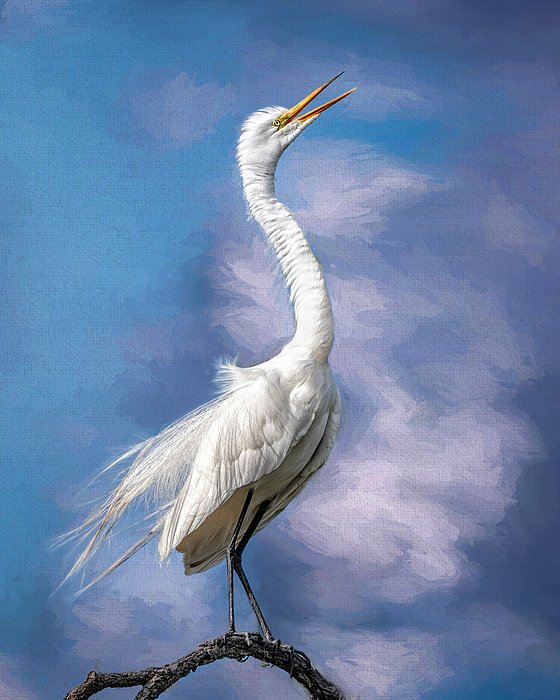 WesIversen's tweet photo. New artwork for sale! - "Strike A Pose" - https://t.co/3YYQptE9zx @fineartamerica https://t.co/rOaf5Xk3cK