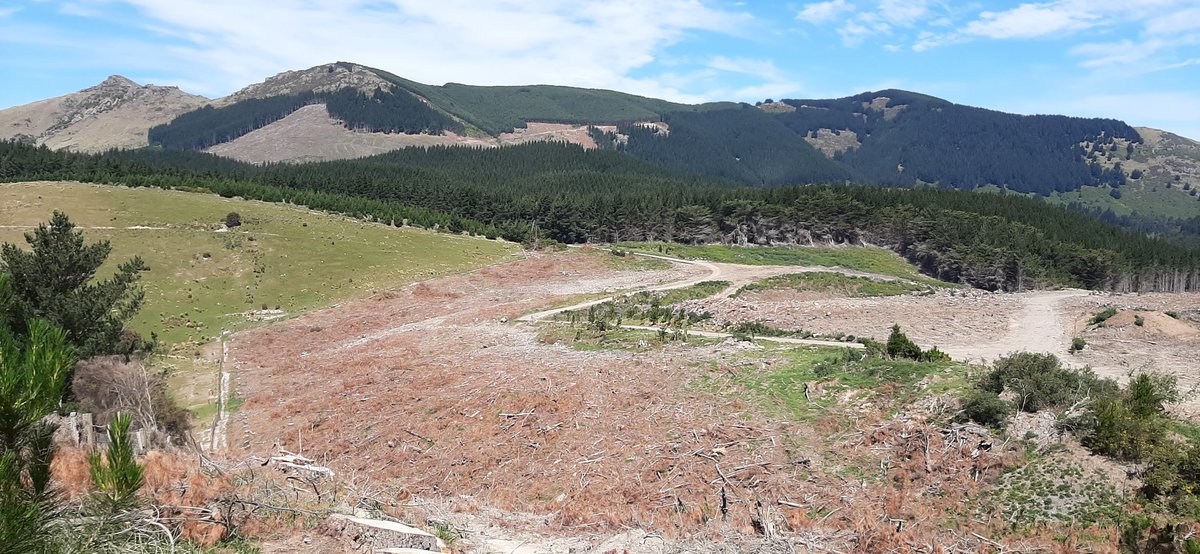 Started out pretty ugly. The pine forest has recently been cleared so there was no shade on a very hot day.