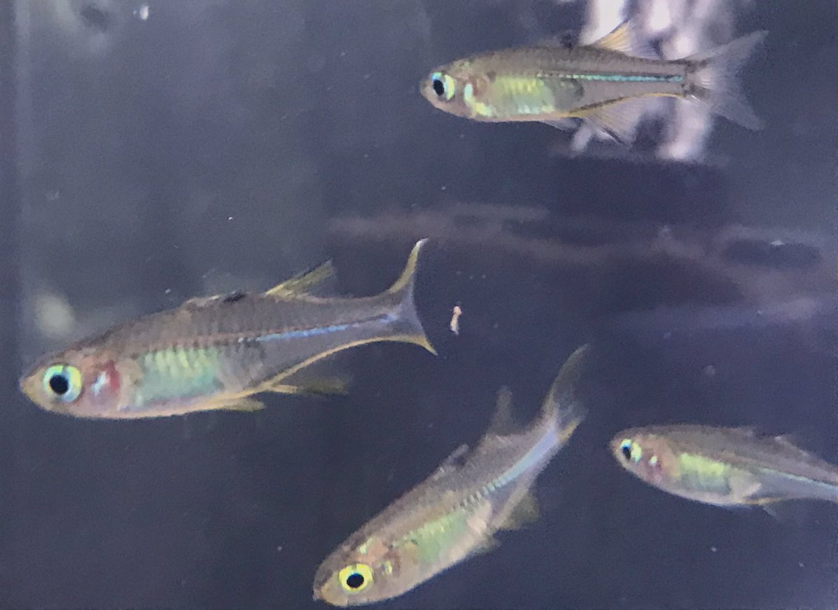 レインボーフィッシュ