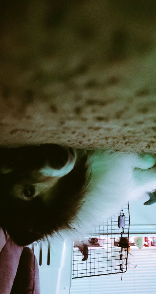 Obsolete_Junkie's tweet photo. #doggo #pup #FridayVibes https://t.co/kgyLluy7Cm