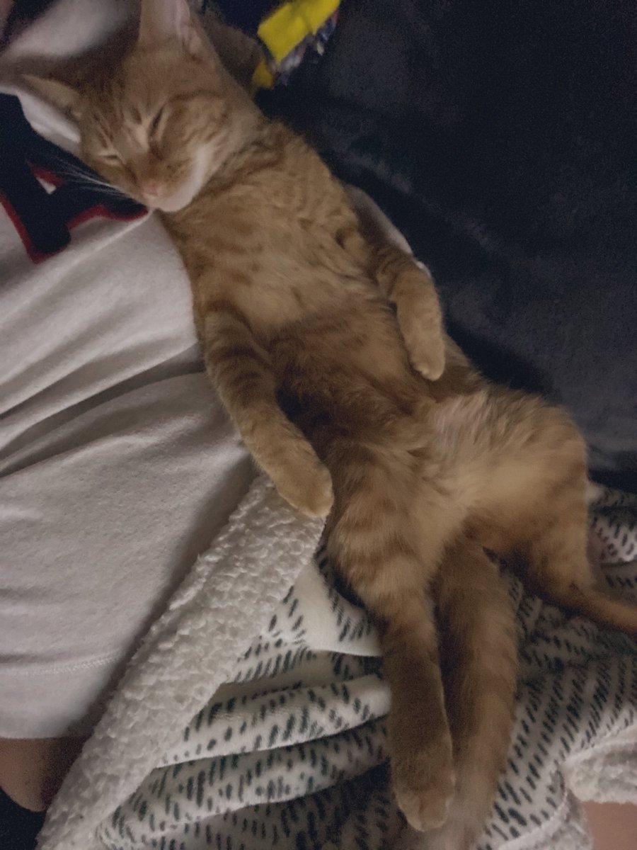 dwebbs901's tweet photo. @katebarstool Sporks awesome, but does he really know how to chill as well as Fred? https://t.co/Jg3KGzPfyt