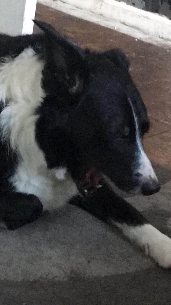 SCRUFF9971's tweet photo. My girlfriend has taken a sleep break. Yes I Must wake her up for your last moments . A picture of my dog max screaming #UnasAnnusisoverparty #ethanmark #unnasannus #momentomori https://t.co/6iktXsIZYB