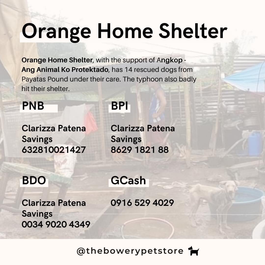 superstarhoshi's tweet photo. If you want to donate to dog shelters: https://t.co/hhMGzP3Hza