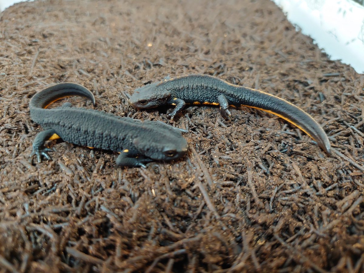 ユンウコブイモリ 2020cb オス 発送可