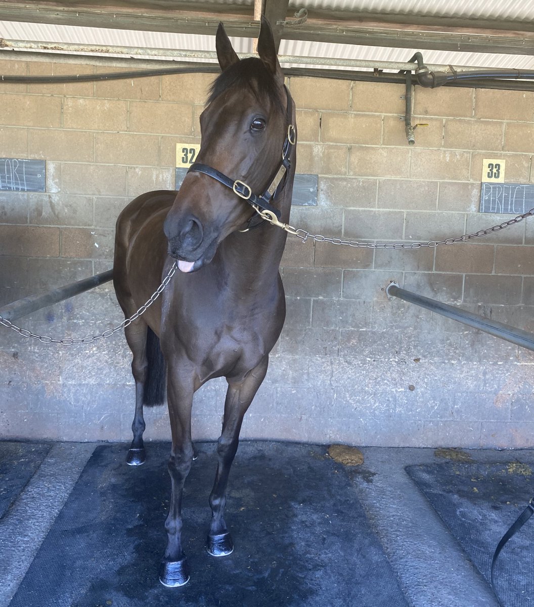 SkyRacingAU's tweet photo. Evalina posing for a photo ahead of the $1million TAB Hunter @Leesracing https://t.co/GertQqM4uX