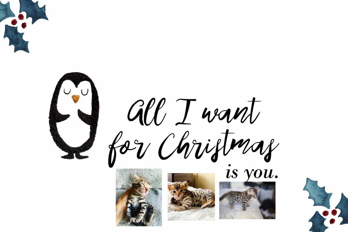 5280Bengals's tweet photo. Send us a message and reserve your bengal cat just in time for the holidays! https://t.co/Mf0wydh9rt