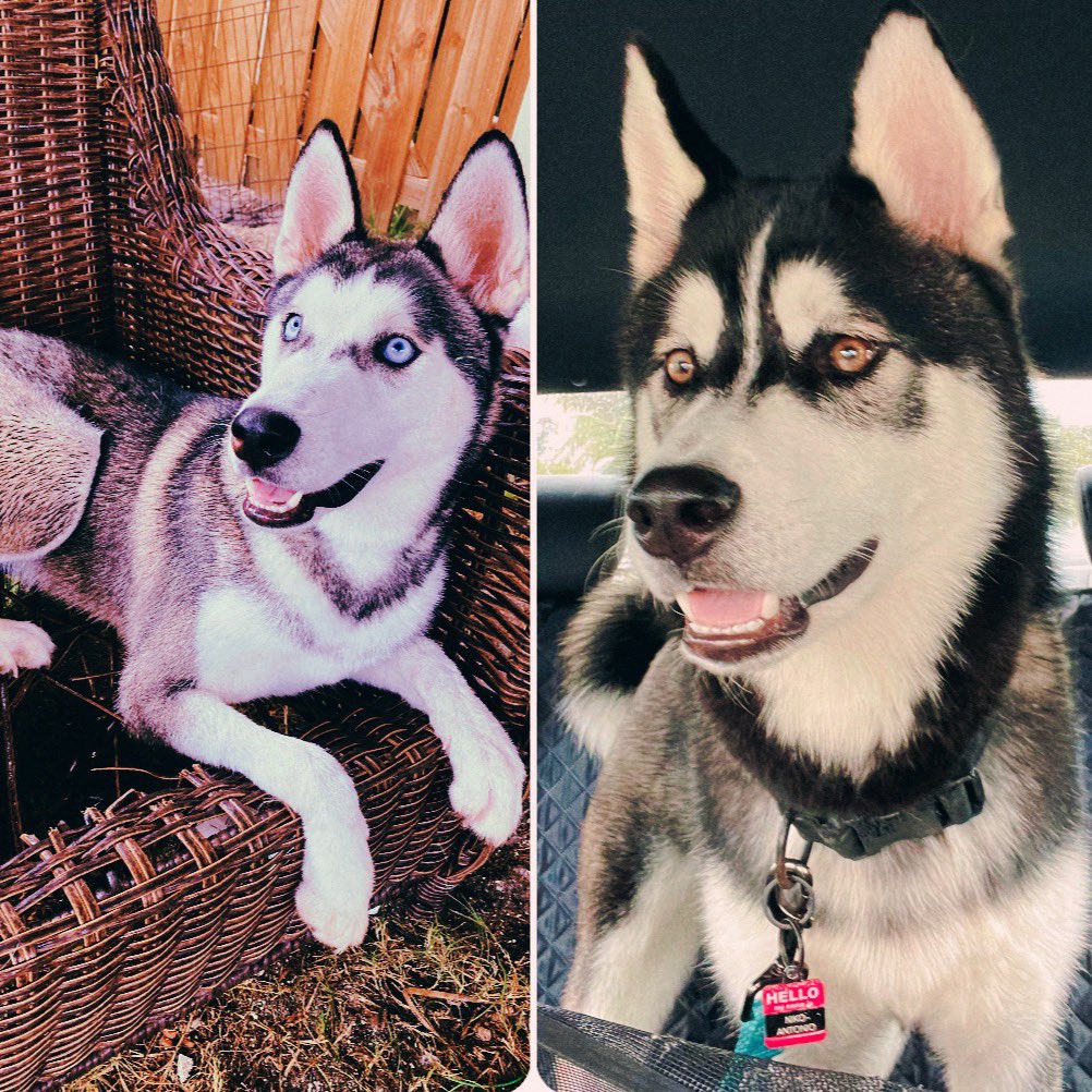 The Dream Team Puppies turn 8 months today! Yay! <a href="/ATT/">AT&T</a> <a href="/LissettEchevarr/">Lissett Echevarria</a> #TDT #Siberianhuskies #brothers