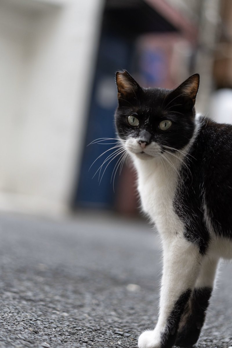 猫をとってくる #世界一役に立つ旦那の行動 取ってくるでも獲ってくるでもなく撮ってくる。添付写真は旦那撮影猫と旦那と猫ネタ過去漫画。 