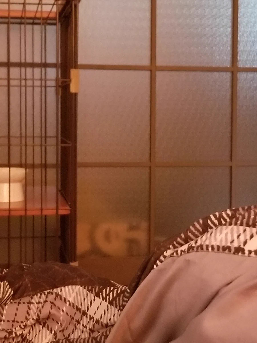 おわかり頂けますでしょうか。ふと目をやったら、スタバの袋くそびびったｗ。