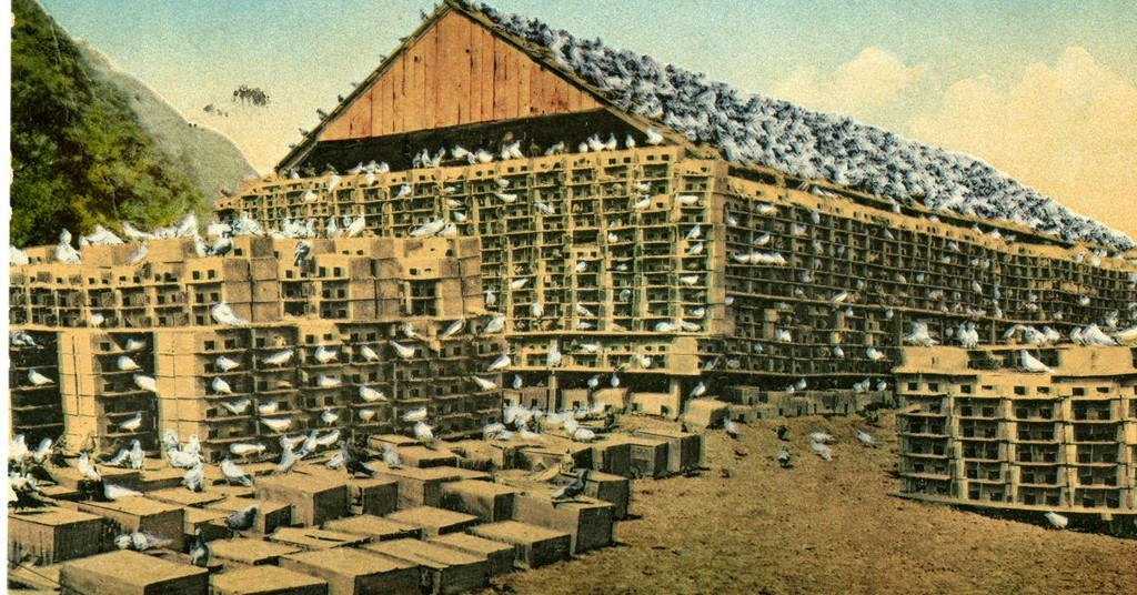 PopSci's tweet photo. Americans used to eat pigeon all the time—and it could be making a comeback https://t.co/dJCGuN3ueo https://t.co/K6enb7cl0E