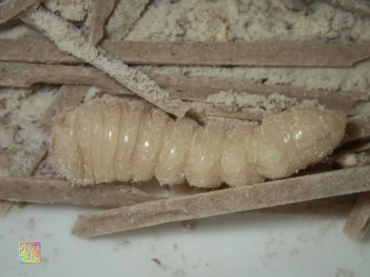 狩猟 ハンティングまとめ2020 11 17 2ページ目 Togetter