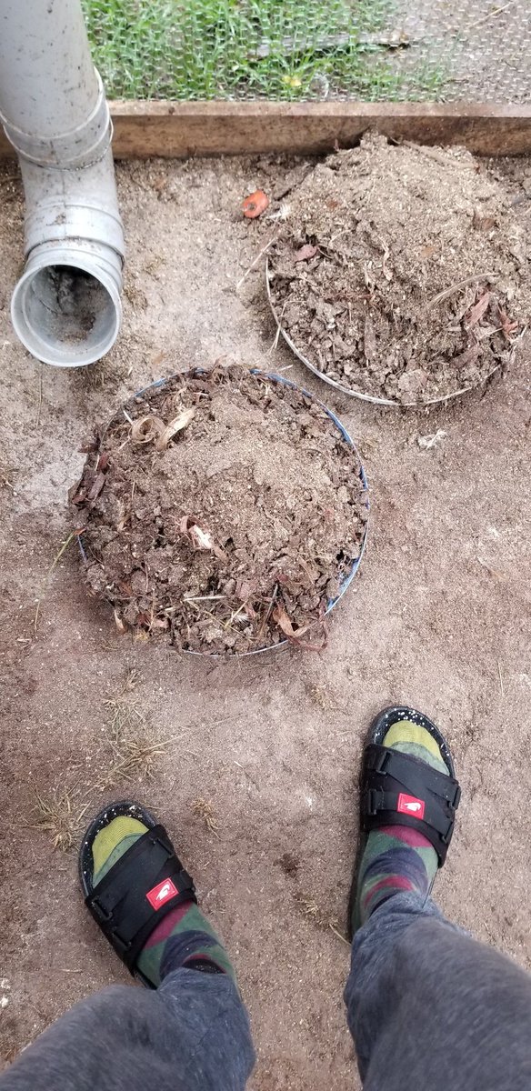 Woke up to clean the chicken coop and got two lid-full of waste. This definitely goes to the shamba.