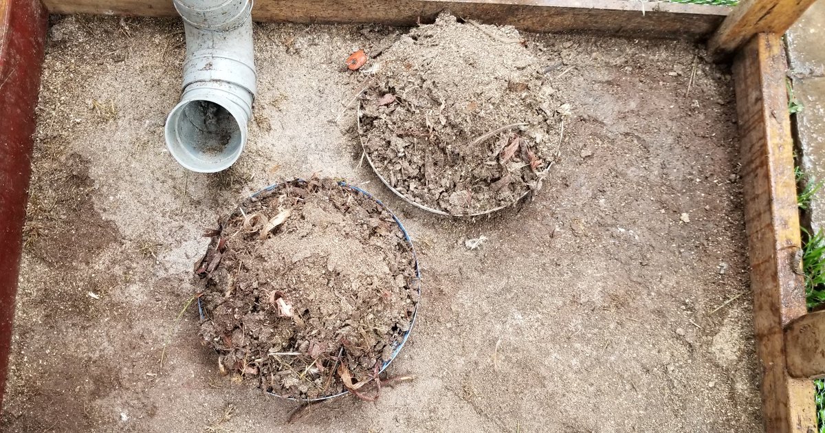 Woke up to clean the chicken coop and got two lid-full of waste. This definitely goes to the shamba.