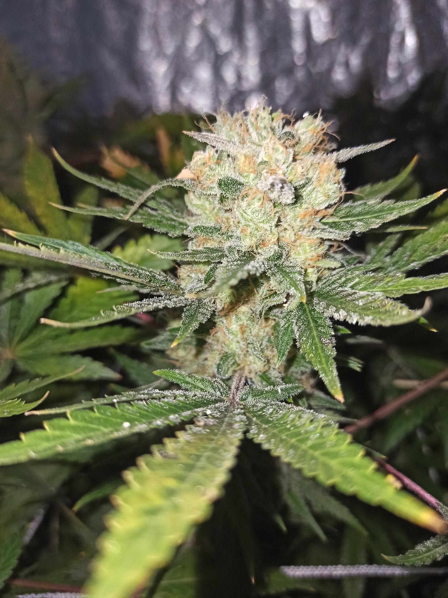 酿酒狗 China4 Buddha Twitter