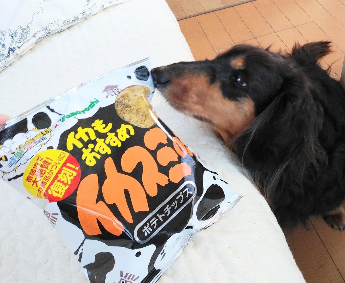 うさぎと犬 犬も気になるイカスミポテチ イカスミ ポテトチップス ザワつく ザワつく金曜日 復刻 イカもおすすめ イヌもおすすめ