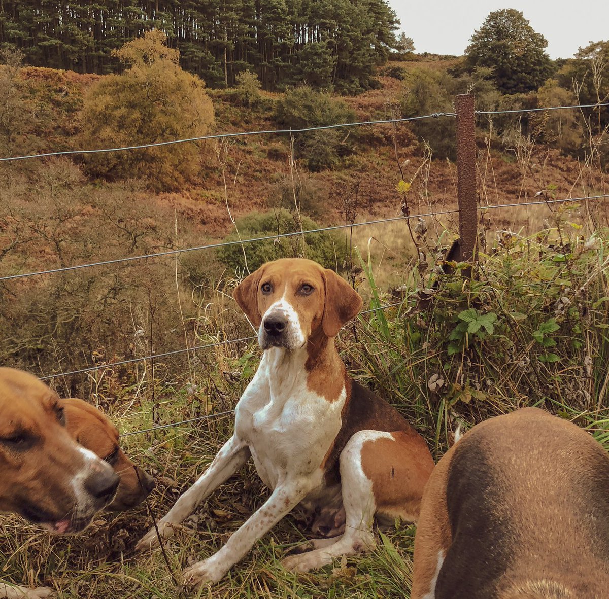 lurcherwork's tweet photo. #hounds #workingdogs #huntingdogs #sportingdogs #hunting #huntingwithdogs #hounds #houndsmen #huntwithhounds #scenthounds #canineathletes #dogs #houndsman #hounddogs #foxhunting #fitforhunting #huntingfitness #keephunting #foxhunting #foxcontrol #drivenfox #drivenshootinguk https://t.co/cDuYoZdX5U