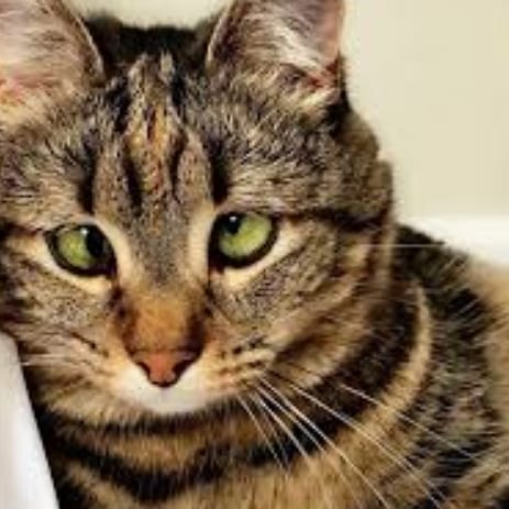 Thelastmeow1's tweet photo. The Eyes Have It

#FunnyCats #funnycatsofinstagram #funnycatstoday #funnycatsvideo #funnycatselfie #funnycatsleepingpositions #funnycatsmeow #funnycatsmoscow #funnycatspics #funnycatsshop #funnycatstory #funnycatsvideos #funnycatshirt #catsofinstgram #catworld https://t.co/4h8IV5lBtb