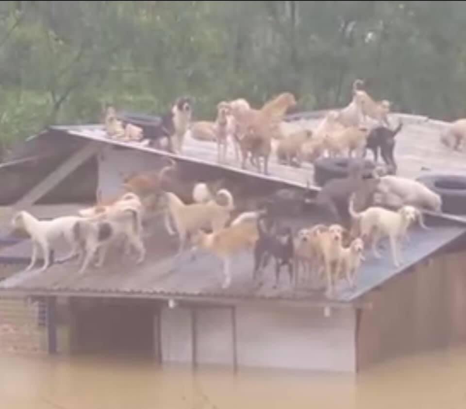 tinganigwy's tweet image. ‼️‼️REPOST‼️‼️

Please send help to San Mateo pound in Rizal province! They’re one of the few dog pounds in the country with a “no kill policy”.

Link to details: inq.news/3ps2Xdv