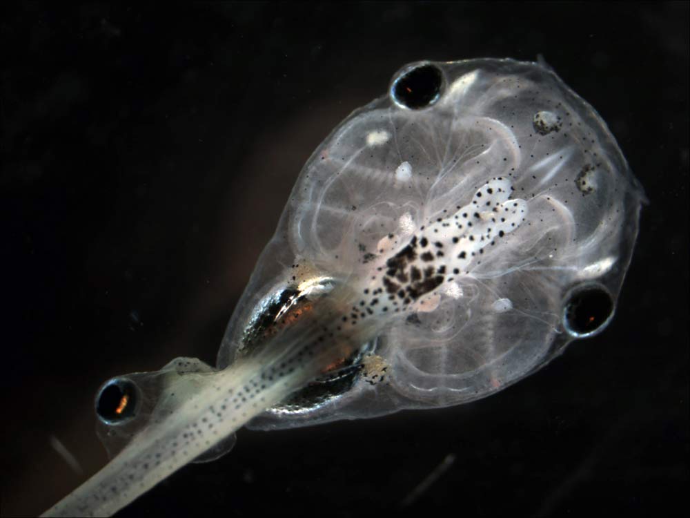 Rogue brains which gestated small tadpole like creatures would latch onto proto-human forms while they were temporarily visiting 3rd dimension False Reality places on Earth. These tadpoles administered electromagnetic pulses which held this corporeal form long enough to infect.