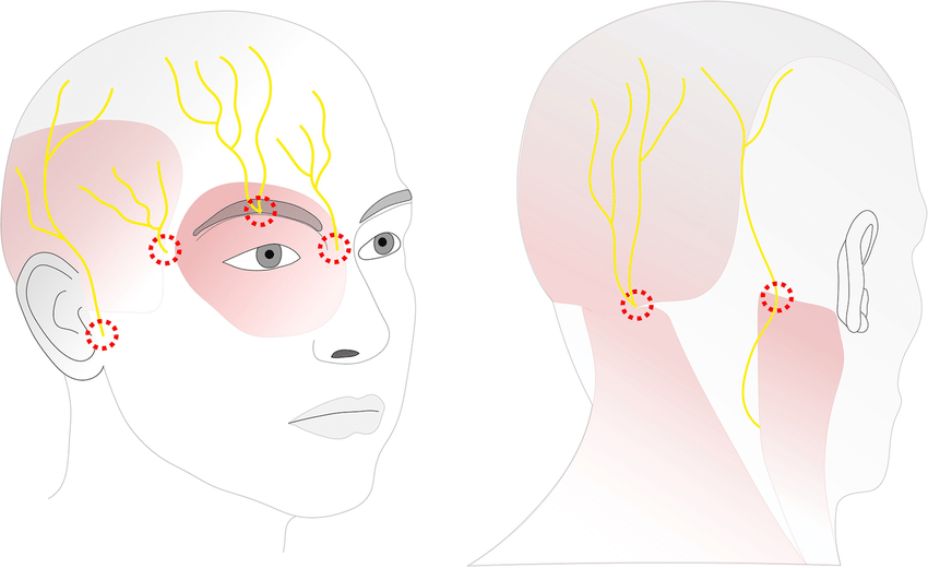 Sensory perception was a curious past time of the beings that our species descended from. The parasitic organism generally chose the spot that was in closest proximity to the most input/output points of sensory perception, in order to facilitate their use and communicate.