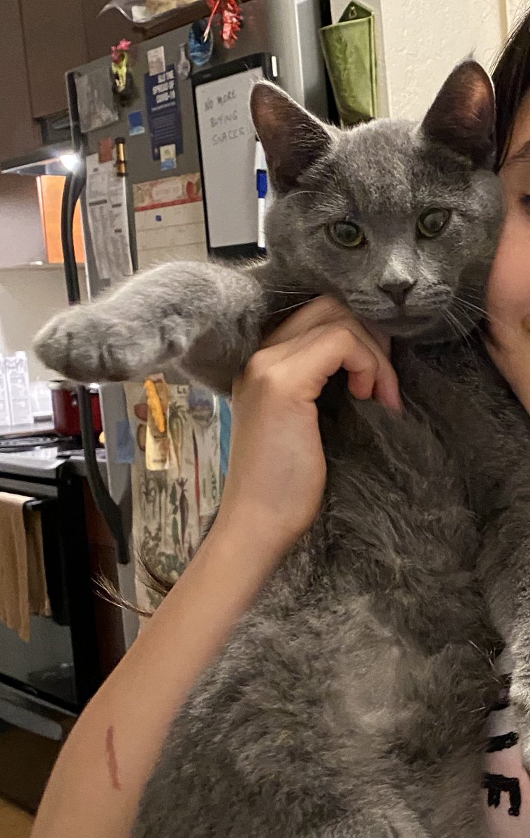 leo_tuxedo's tweet photo. My humans came home late, de-doggied themselves & told me that I have a cousin, Prince Steven. They kept saying about how cool Prince Steven is. What Kingdoms would name a Prince Steven? He is more like a jester Steven to me.
#rescueKitty #RescueCats #PrinceSteven #Adoptakitty https://t.co/W04JI39ufT