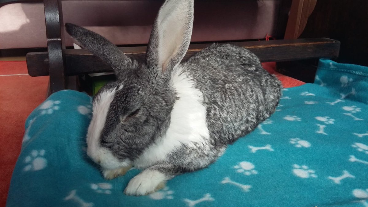 J_L_Randall's tweet photo. @BootstrapCook Sleepy elderly bunny https://t.co/6RDlamYcUs