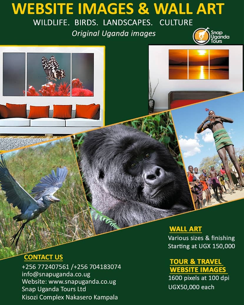 SnapUgandaTours's tweet photo. For Tour and Travel Website images and Wall Art call/WhatsApp  +256772407561
info@snapuganda.co.ug https://t.co/hJ18m3E6IB