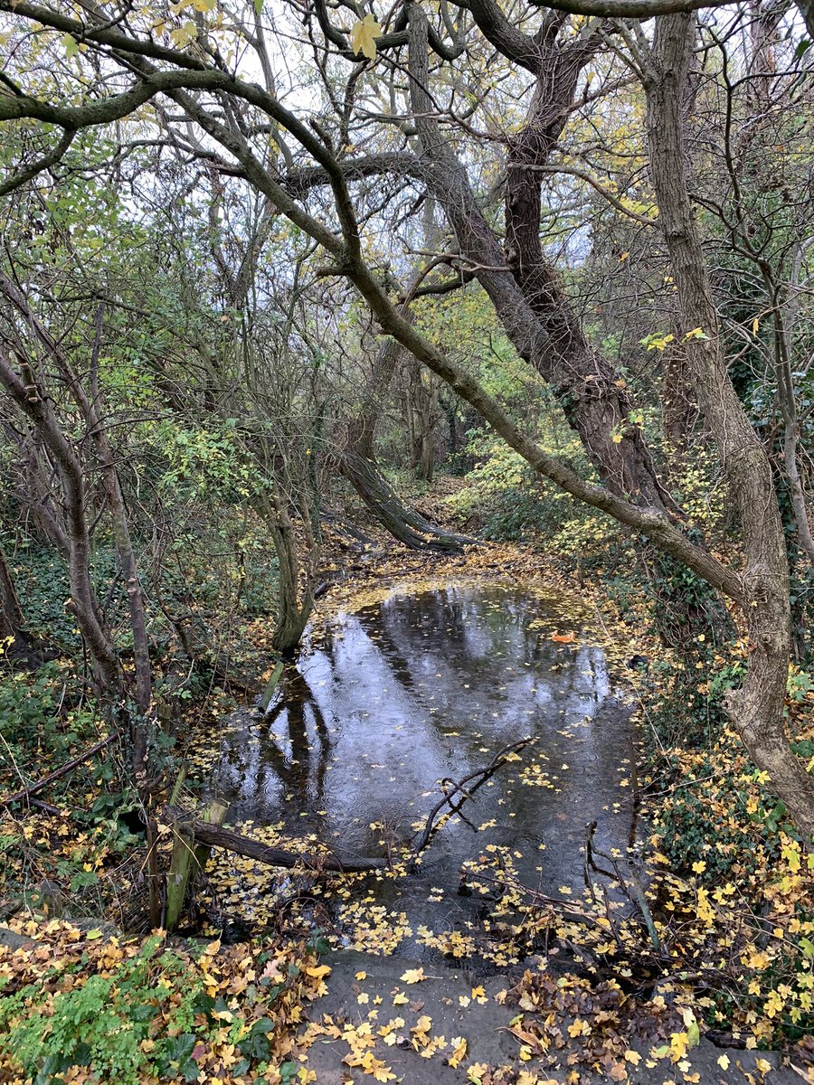Already quite impressive...  #BeverleyBrook