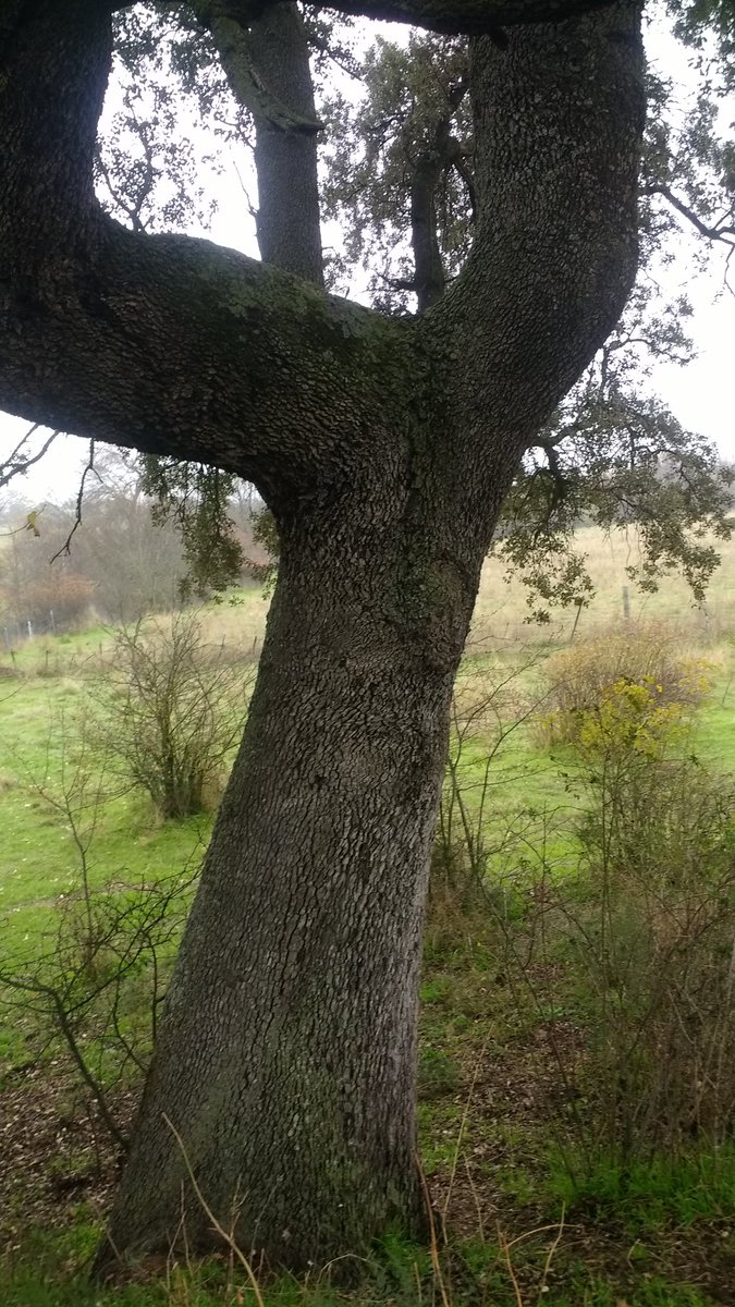 ARBA3c's tweet photo. Descubriendo la parte histórica de #TresCantos Está #encina tiene más años que cualquier edificio de nuestra ciudad #BiomaratóndeOtoño en el arroyo #Moralejo https://t.co/1mgJWnLXRH