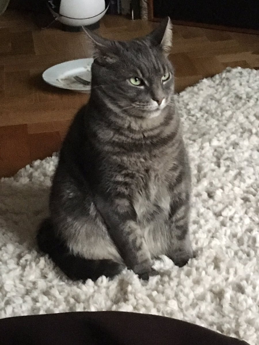 harry_shit's tweet image. The cat needs rebooting. #cat #systemreset