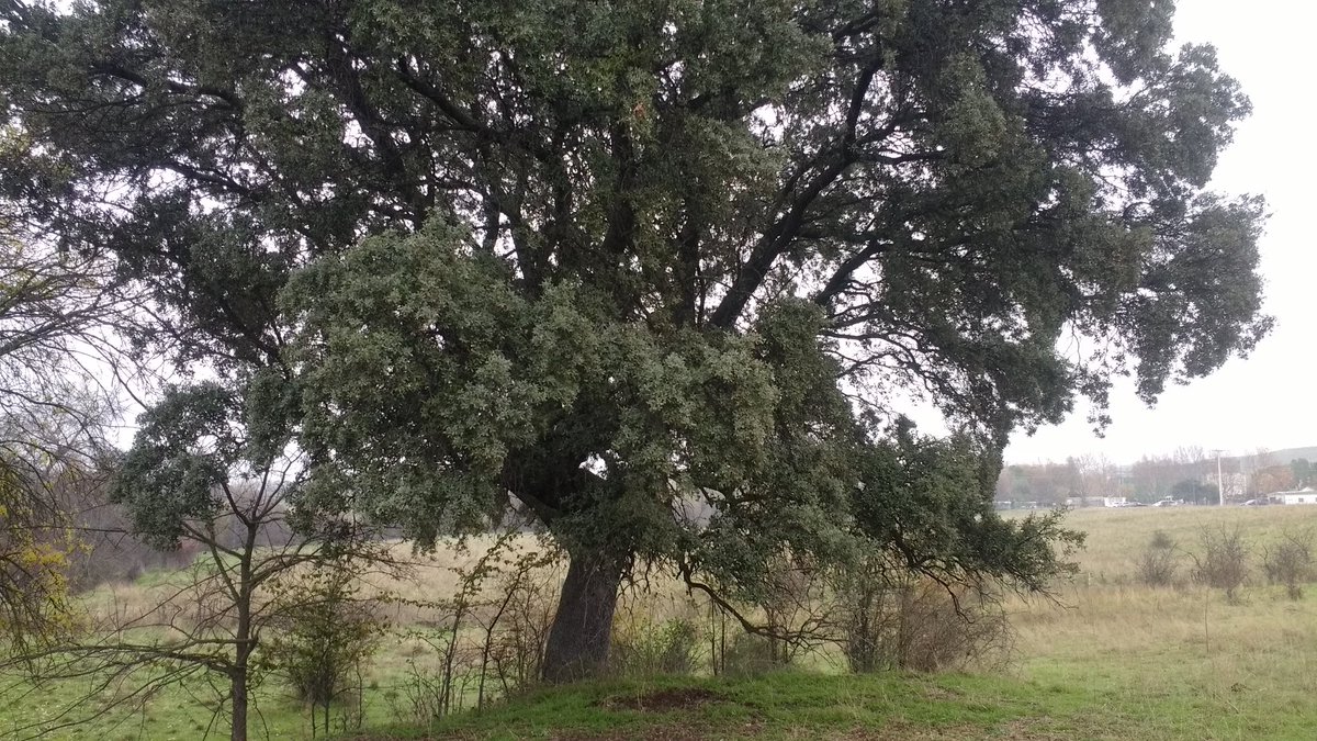 ARBA3c's tweet photo. Descubriendo la parte histórica de #TresCantos Está #encina tiene más años que cualquier edificio de nuestra ciudad #BiomaratóndeOtoño en el arroyo #Moralejo https://t.co/1mgJWnLXRH
