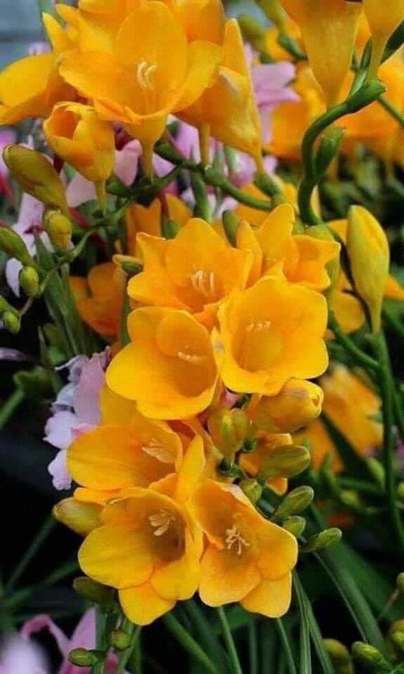 #Sen Hayatıma Girdiğin #Günden Beri...!!!
#Her Zaman Güleç bir Yüzle #Dolaşıyorum Etrafta...!!!💖🌺
